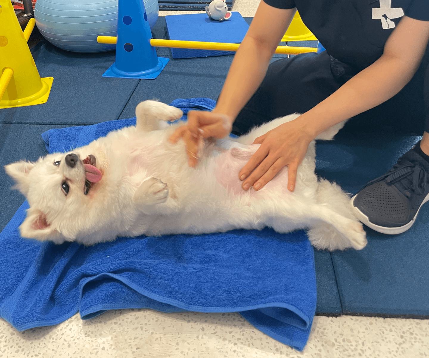 Dog Care
