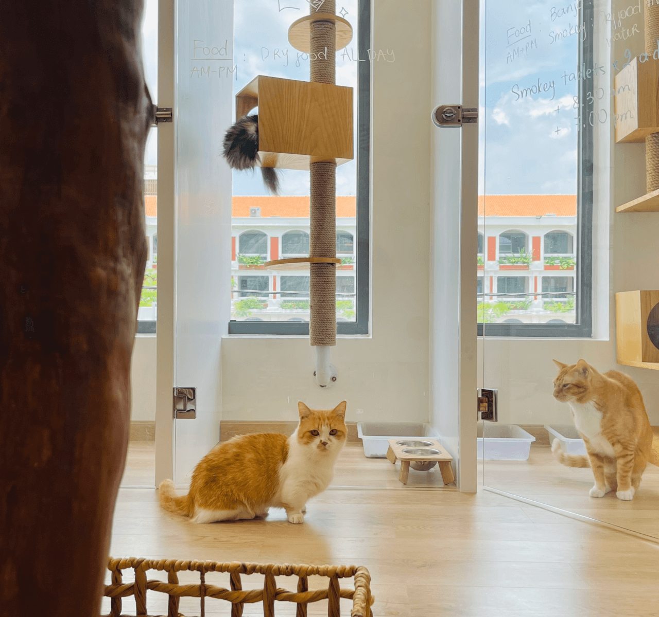 Cat Image 3