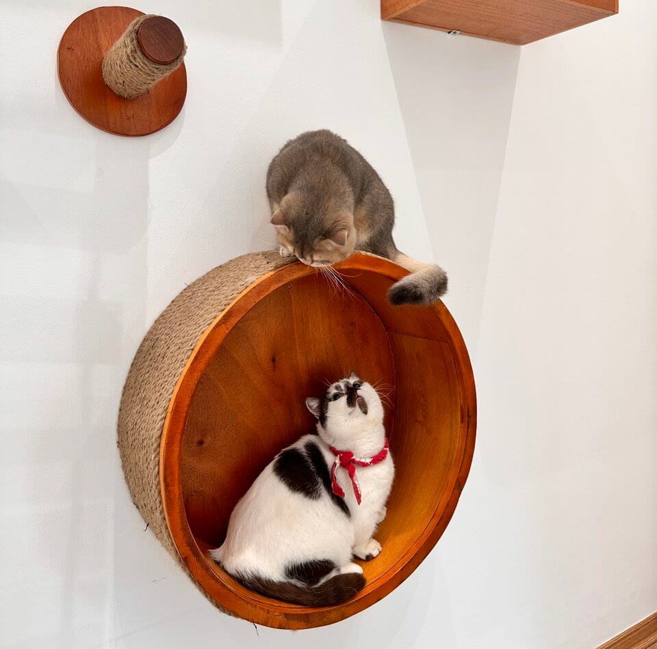 Cat Image 5